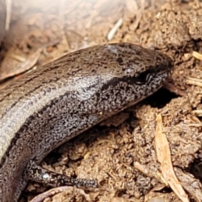 Hemiergis talbingoensis (Three-toed Skink) at Crace Grasslands - 18 Aug 2022 by trevorpreston