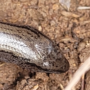 Hemiergis talbingoensis at Mitchell, ACT - 18 Aug 2022 12:47 PM