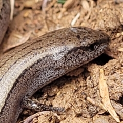 Hemiergis talbingoensis at Mitchell, ACT - 18 Aug 2022