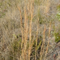 Andropogon virginicus (Whiskey Grass) at Yerriyong, NSW - 17 Aug 2022 by plants