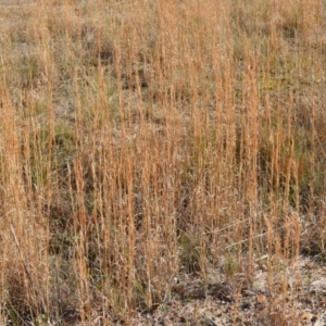 Andropogon virginicus at Yerriyong, NSW - 17 Aug 2022