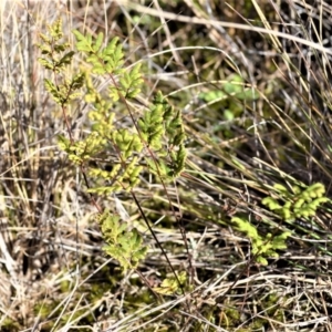 Cheilanthes sieberi subsp. sieberi at Yerriyong, NSW - 17 Aug 2022