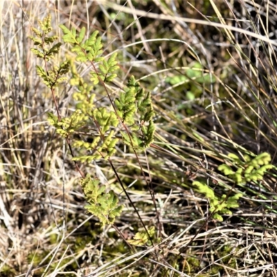 Cheilanthes sieberi subsp. sieberi (Narrow Rock Fern) at Yerriyong, NSW - 17 Aug 2022 by plants