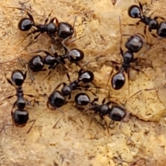 Pheidole sp. (genus) (Seed-harvesting ant) at Crace Grasslands - 18 Aug 2022 by trevorpreston