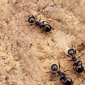 Pheidole sp. (genus) at Mitchell, ACT - 18 Aug 2022