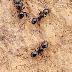 Pheidole sp. (genus) at Mitchell, ACT - 18 Aug 2022