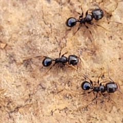 Pheidole sp. (genus) at Mitchell, ACT - 18 Aug 2022