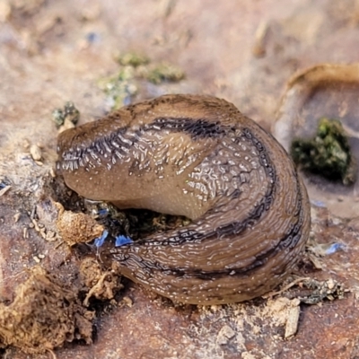 Ambigolimax sp. (valentius and waterstoni) (Striped Field Slug) at Crace Grasslands - 18 Aug 2022 by trevorpreston