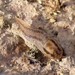 Ambigolimax sp. (valentius and waterstoni) at Mitchell, ACT - 18 Aug 2022