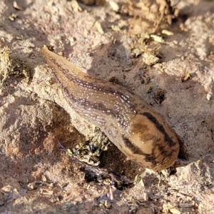 Ambigolimax sp. (valentius and waterstoni) at Mitchell, ACT - 18 Aug 2022