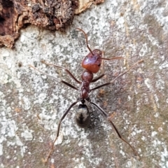 Iridomyrmex purpureus (Meat Ant) at Mitchell, ACT - 18 Aug 2022 by trevorpreston