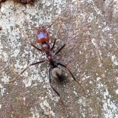 Iridomyrmex purpureus at Mitchell, ACT - 18 Aug 2022