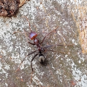 Iridomyrmex purpureus at Mitchell, ACT - 18 Aug 2022