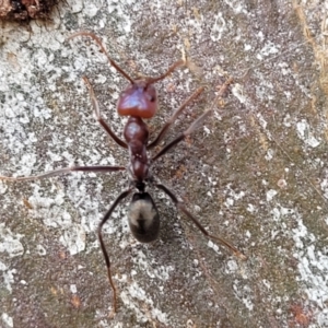 Iridomyrmex purpureus at Mitchell, ACT - 18 Aug 2022