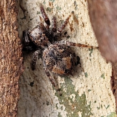 Servaea incana (Hoary Servaea) at Crace Grasslands - 18 Aug 2022 by trevorpreston