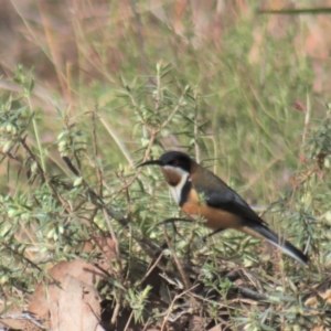 Acanthorhynchus tenuirostris at Gundaroo, NSW - 18 Aug 2022 11:57 AM