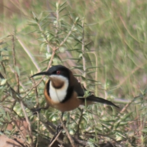 Acanthorhynchus tenuirostris at Gundaroo, NSW - 18 Aug 2022 11:57 AM