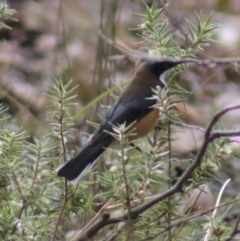 Acanthorhynchus tenuirostris at Gundaroo, NSW - 18 Aug 2022 11:57 AM