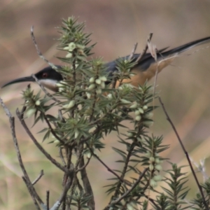 Acanthorhynchus tenuirostris at Gundaroo, NSW - 18 Aug 2022