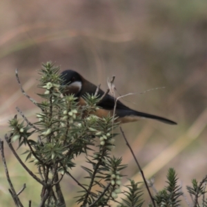 Acanthorhynchus tenuirostris at Gundaroo, NSW - 18 Aug 2022