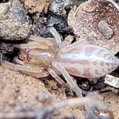 Clubiona sp. (genus) (Unidentified Stout Sac Spider) at Crace Grasslands - 18 Aug 2022 by trevorpreston
