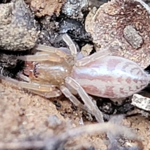 Clubiona sp. (genus) at Mitchell, ACT - 18 Aug 2022