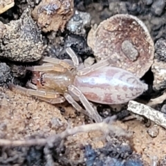 Clubiona sp. (genus) at Mitchell, ACT - 18 Aug 2022