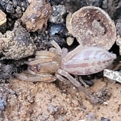 Clubiona sp. (genus) at Mitchell, ACT - 18 Aug 2022