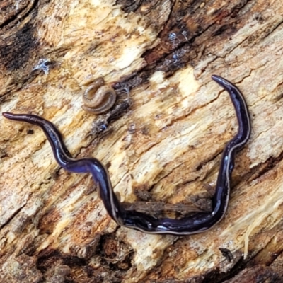 Caenoplana coerulea (Blue Planarian, Blue Garden Flatworm) at Crace Grasslands - 18 Aug 2022 by trevorpreston