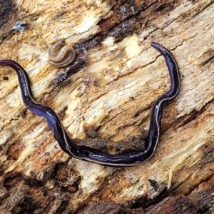 Caenoplana coerulea at Mitchell, ACT - 18 Aug 2022 01:10 PM