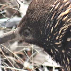 Tachyglossus aculeatus at Gundaroo, NSW - 18 Aug 2022