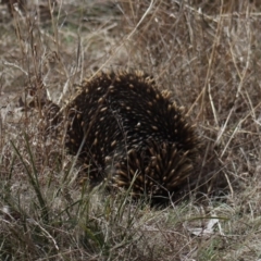 Tachyglossus aculeatus at Gundaroo, NSW - 18 Aug 2022