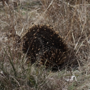 Tachyglossus aculeatus at Gundaroo, NSW - 18 Aug 2022