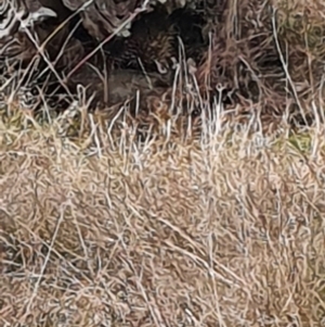 Tachyglossus aculeatus at Gundaroo, NSW - 18 Aug 2022