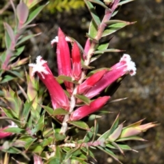 Leucopogon fraseri (Sharp Beard-heath) at Yerriyong, NSW - 17 Aug 2022 by plants