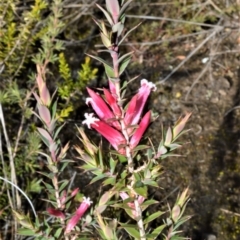 Leucopogon neoanglicus at Yerriyong, NSW - 17 Aug 2022