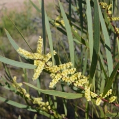 Acacia longifolia subsp. longifolia (sallow or Sydney golden wattle) at Yerriyong, NSW - 17 Aug 2022 by plants