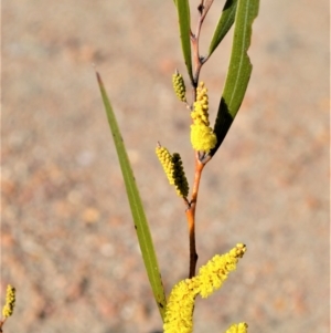 Acacia subtilinervis at Yerriyong, NSW - 17 Aug 2022