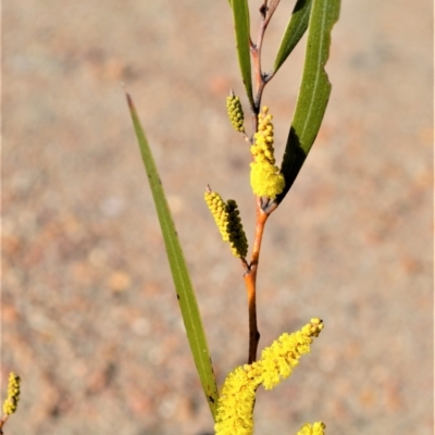 Acacia subtilinervis (Net-veined Wattle) at Yerriyong, NSW - 17 Aug 2022 by plants