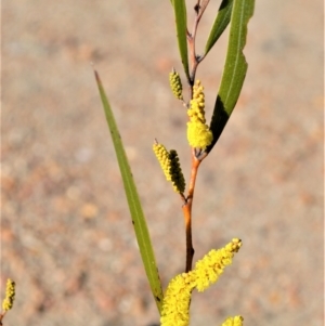 Acacia subtilinervis (Net-veined Wattle) at Yerriyong, NSW by plants