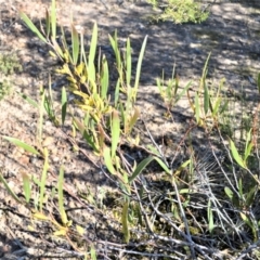 Acacia subtilinervis at Yerriyong, NSW - 17 Aug 2022