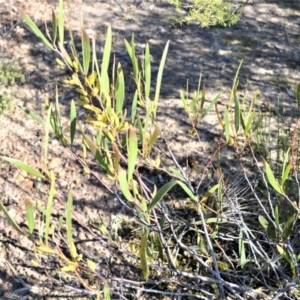 Acacia subtilinervis at Yerriyong, NSW - 17 Aug 2022