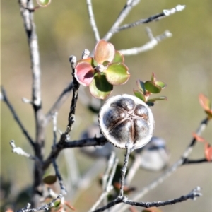 Leptospermum rotundifolium at Yerriyong, NSW - 17 Aug 2022