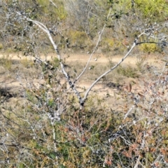 Leptospermum rotundifolium at Yerriyong, NSW - suppressed