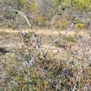 Leptospermum rotundifolium at Yerriyong, NSW - suppressed