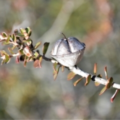 Leptospermum rotundifolium at Yerriyong, NSW - 17 Aug 2022