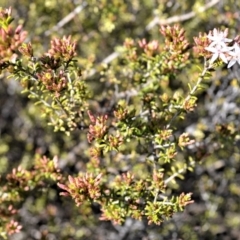 Calytrix tetragona (Common Fringe-myrtle) at Yerriyong, NSW - 17 Aug 2022 by plants
