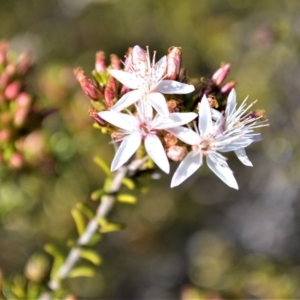 Calytrix tetragona at Yerriyong, NSW - 17 Aug 2022 10:25 PM