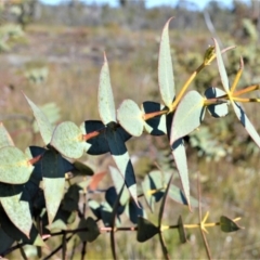 Eucalyptus sturgissiana (Ettrema Mallee) at Jerrawangala, NSW - 17 Aug 2022 by plants