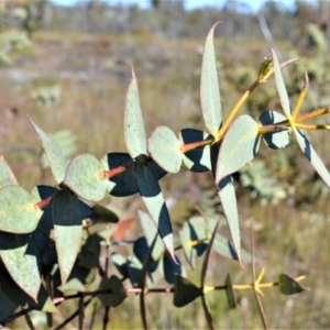 Eucalyptus sturgissiana at Jerrawangala National Park - 17 Aug 2022 10:41 PM